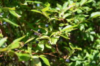 dsc_6874.jpg Wild blueberries!