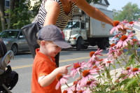dsc_5200.jpg Eamon checks out the flowers as we stop by Lenox, MA on our way to Tanglewood