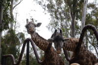dsc_5740.jpg Giraffe feeding!